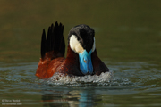 BIRDS OF THE WESTERN US